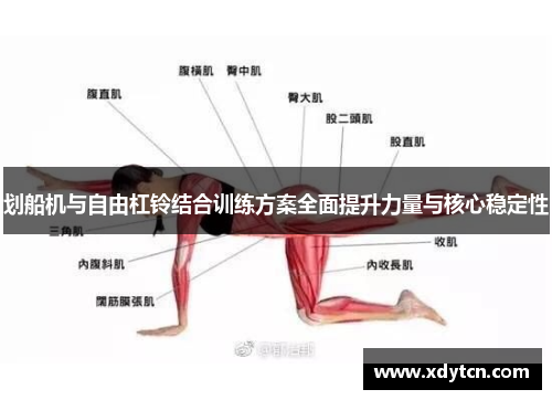 划船机与自由杠铃结合训练方案全面提升力量与核心稳定性